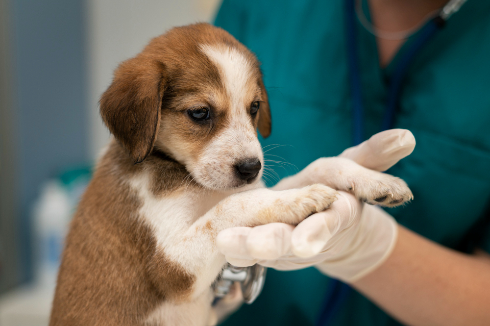 about our veterinary practice  Miami, FL